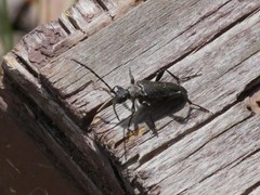 Lepturini