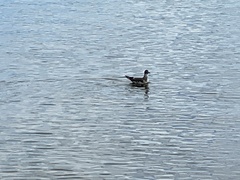 Leucophaeus pipixcan