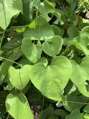 Aristolochia macrophylla