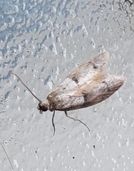 Wockia asperipunctella