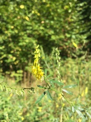 Melilotus altissimus