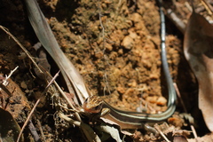 Plestiodon japonicus