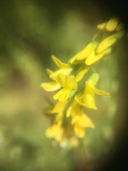 Melilotus altissimus