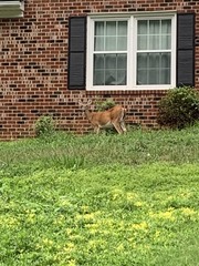 Odocoileus virginianus