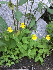 Erythranthe tilingii