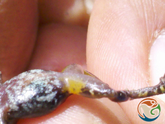 Eleutherodactylus nitidus