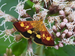 Pyrausta falcatalis