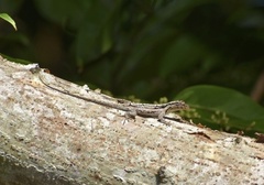 Anolis loysiana