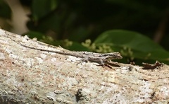 Anolis loysiana
