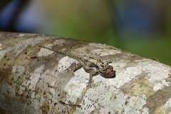 Anolis loysiana