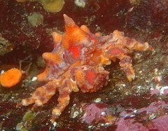 Echidnocerus cibarius