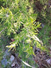 Salvia rosmarinus