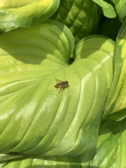 Parhelophilus integer