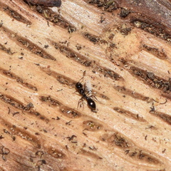 Monomorium ergatogyna