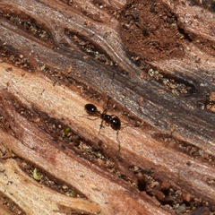 Monomorium ergatogyna