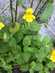 Erythranthe tilingii