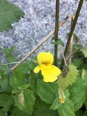 Erythranthe tilingii