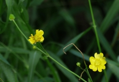 Ranunculus acris acris