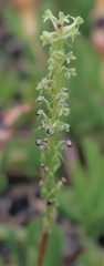Platanthera michaelii