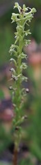 Platanthera michaelii