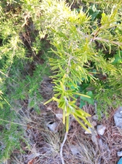 Salvia rosmarinus