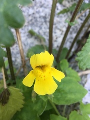 Erythranthe tilingii