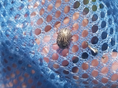 Calligrapha multipunctata