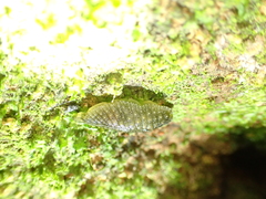 Athoracophorus papillatus