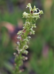 Platanthera michaelii