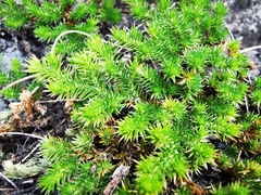 Selaginella wrightii