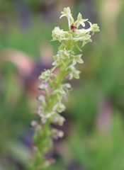 Platanthera michaelii