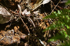 Takydromus tachydromoides