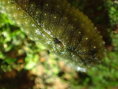 Athoracophorus papillatus