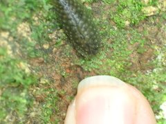 Athoracophorus papillatus