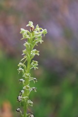 Platanthera michaelii