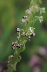 Platanthera michaelii
