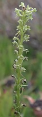Platanthera michaelii