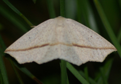 Tetracis crocallata