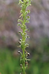 Platanthera michaelii