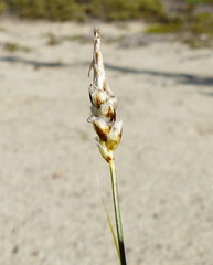 Carex filifolia