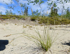 Carex filifolia