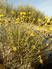 Hieracium umbellatum