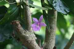 Dimerandra emarginata