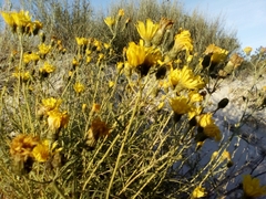 Hieracium umbellatum
