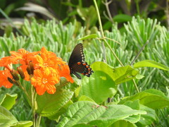 Battus philenor acauda