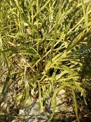 Hieracium umbellatum