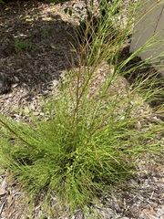 Russelia equisetiformis