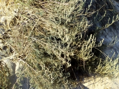 Artemisia campestris inodora