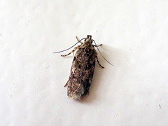 Chionodes pereyra