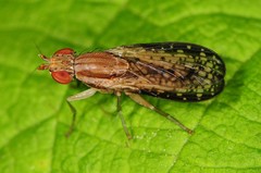 Trypetoptera canadensis